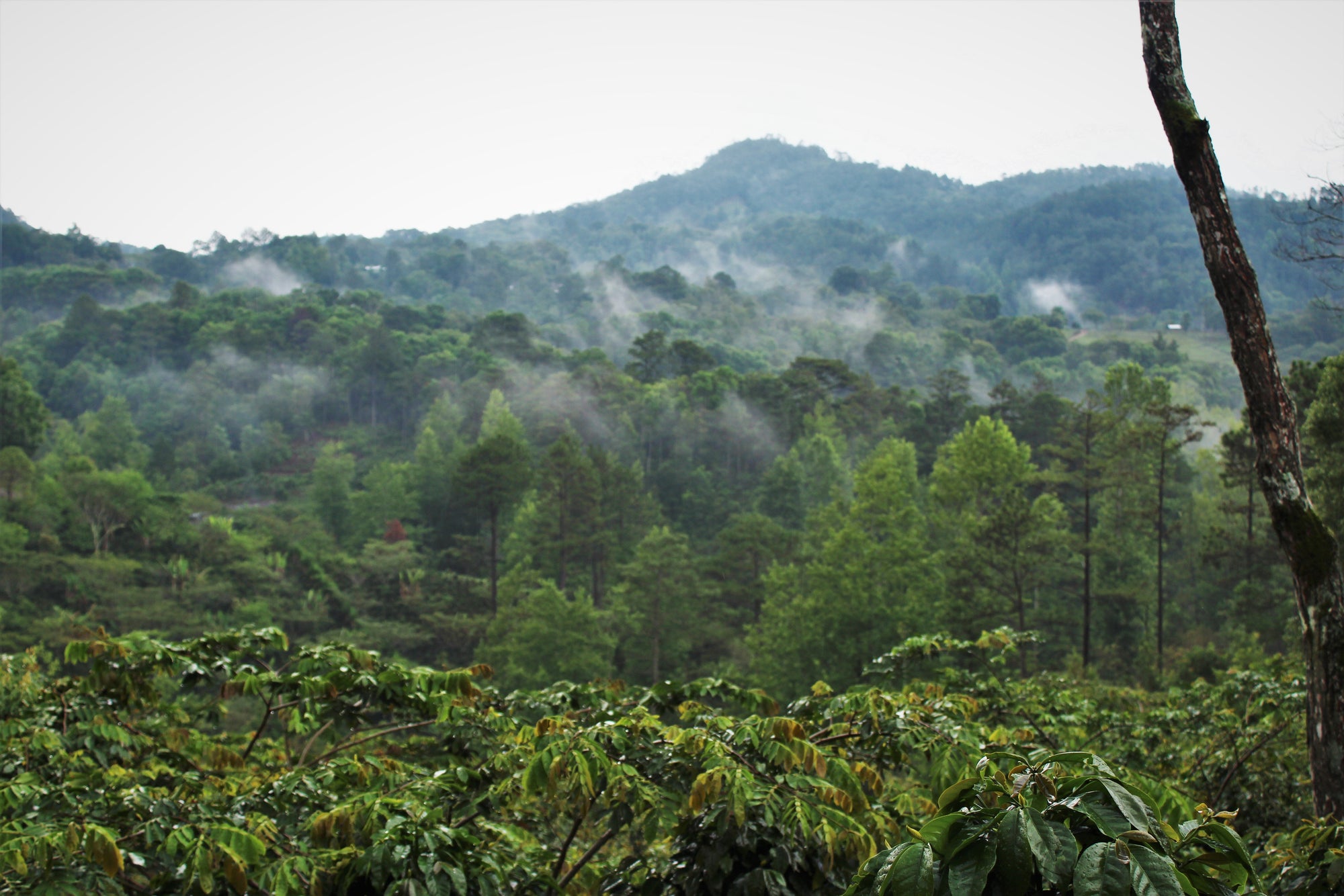 Honduras San Vicente