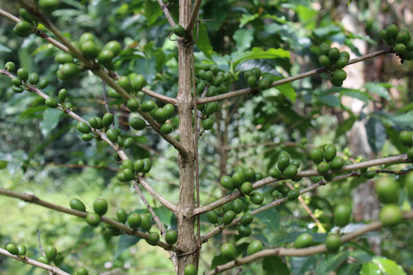 Honduras San Vicente