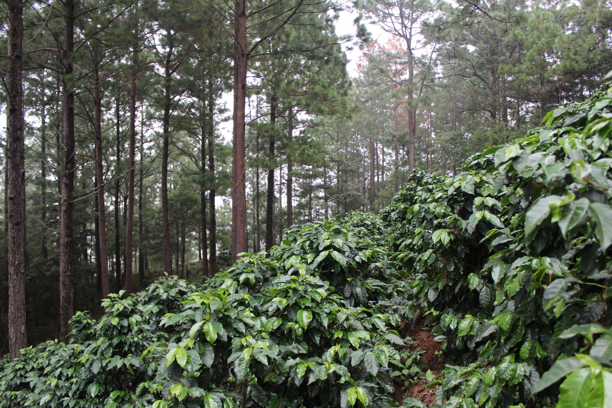 Honduras San Vicente