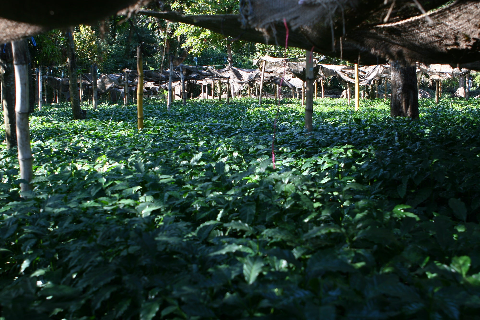 El Salvador La Reforma