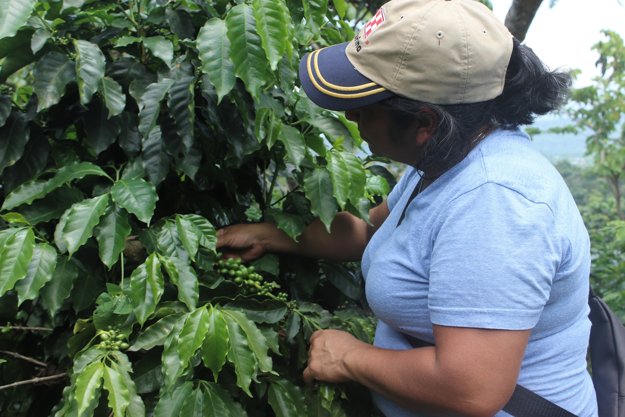 Guatemala Ella Todos Santos