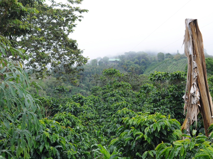 Colombia Sugar Cane Decaf