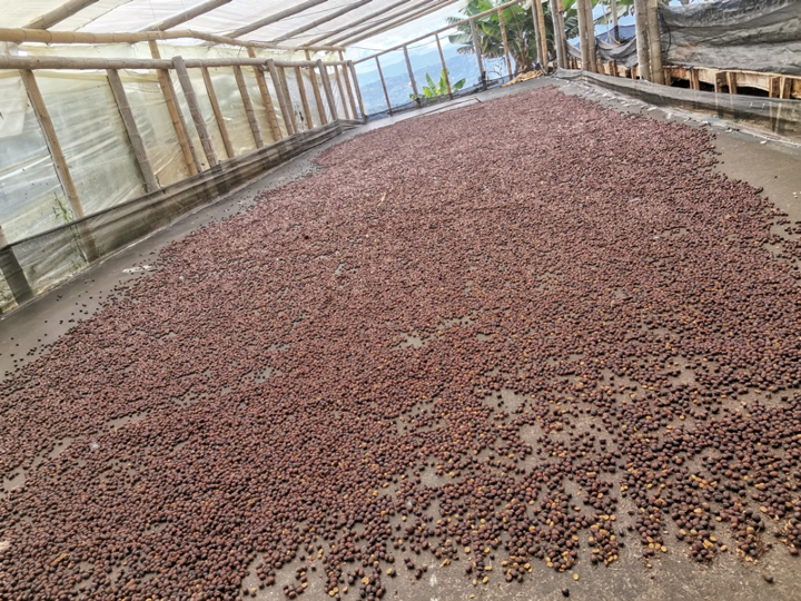 Colombia Sugar Cane Decaf