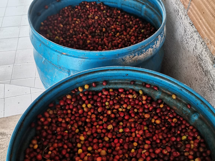 Colombia Sugar Cane Decaf
