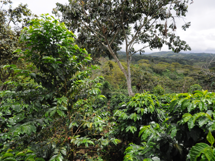 Colombia Sugar Cane Decaf
