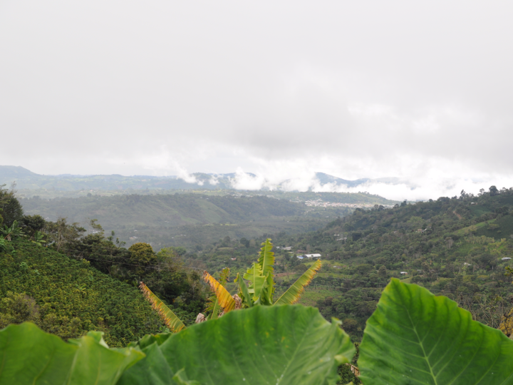 Colombia Sugar Cane Decaf